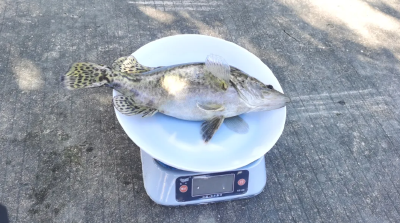 “饲料鳜”在蔡甸试养成功 元旦将集中上市