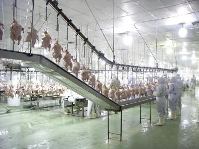 我国牵头主导的ISO国际标准《鸡屠宰操作规程》正式发布 