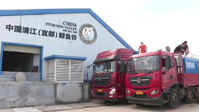 湖北推广鲟鱼活运技术助农增收