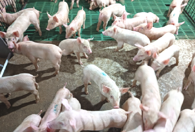 绿色低碳典型案例 ④ | 宜昌天锦生猪养殖有限公司“母仔一体化”生猪减抗技术 