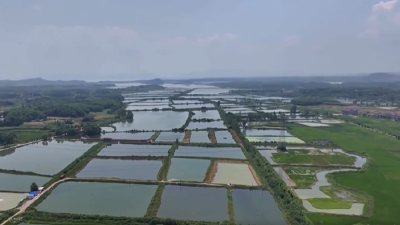 武汉江夏：“虾鳜”生态轮养 一池双收效益好