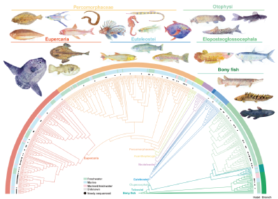中国科学院水生所专家领衔 谱就世界最大规模“鱼类基因字典” 