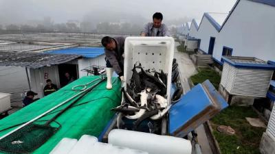 宜昌：10吨鲜活鲟鱼出口越南市场
