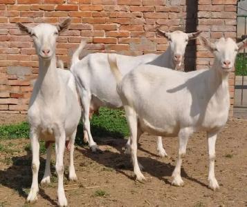 郧西人怎么发羊财？