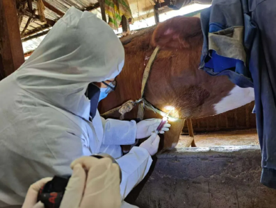 利川：破解牛颈静脉采血“顽疾” 筑牢防疫安全防线