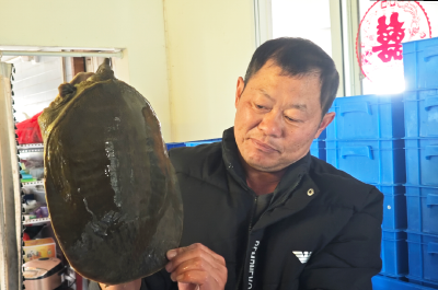 蔡甸生态中华鳖订单排至春节后