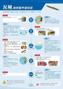 “渔”技前沿 | 泥鳅高质量养殖要点一图读懂