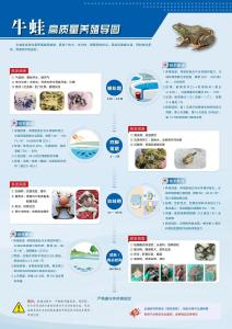 一图读懂 | 牛蛙高质量养殖导图