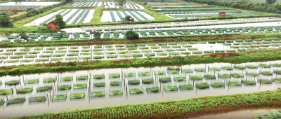 池塘网箱无抗养殖黄鳝