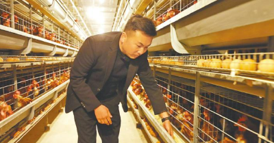 宜城：80后“鸡司令”建起循环养鸡大本营