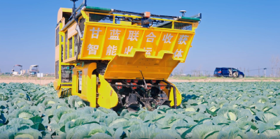 甘蓝生产全程机械化技术
