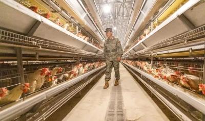 恩施市：“无中生有”一枚蛋 小鸡“孵”出大产业