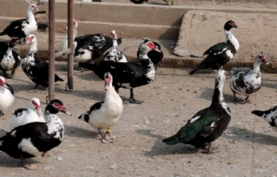 阳新：百万屯鸟宝宝辟出致富路