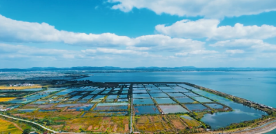 “华海1号” 团头鲂绿色养殖