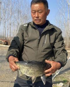 四层“水楼房”养鱼，一塘四收！昔日翻塘负债，如今年收入百万成随州“鱼王” 