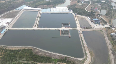 枝江：特色农险护航大口黑鲈产业