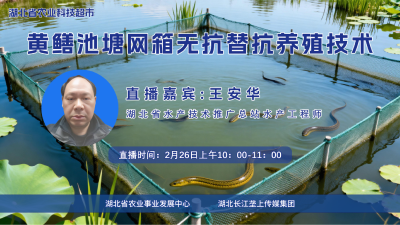 直播预告|黄鳝池塘网箱无抗替抗养殖技术