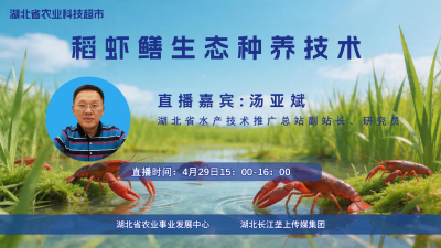 回播丨稻虾鳝生态种养技术