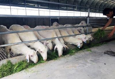 东风扶贫项目登上人民日报：新疆柯坪羊吃上了“水培牧草”
