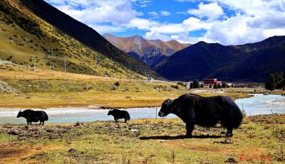川西河谷耗牛闲 （摄影 作者 张建华）