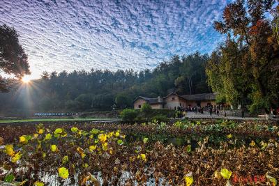 韶居荷影 （摄影 作者 罗斌）