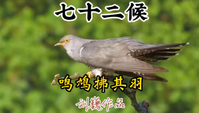 谷雨二候-鸣坞拂其羽