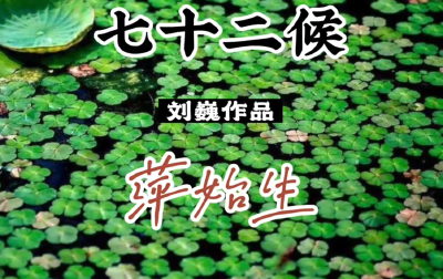 谷雨一候-萍始生