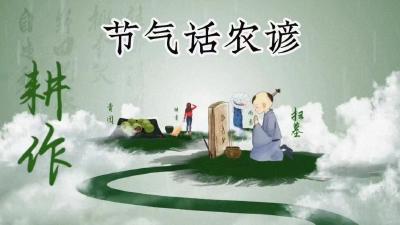 节气话农谚-清明