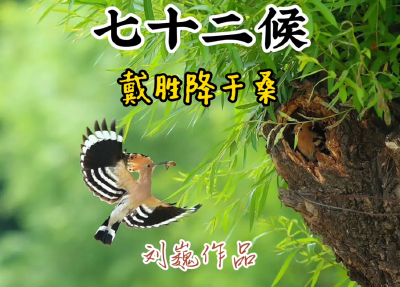 谷雨三候-戴胜降干桑