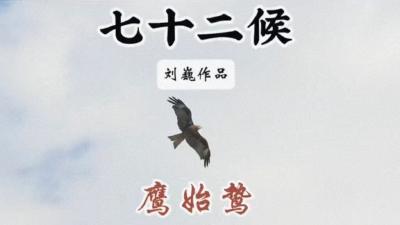 小暑三候-鹰始鸷