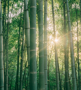 每日名言 | 王阳明：能克己，方能成己