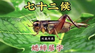 小暑二候-蟋蟀居宇
