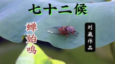 夏至二候-蝉始鸣