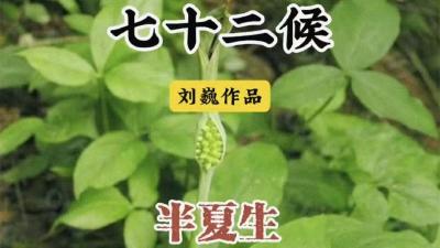 夏至三候-半夏生