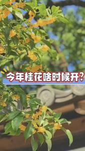 今年桂花啥时候开？@林木先生的茶