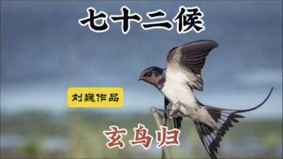 白露二候-玄鸟归