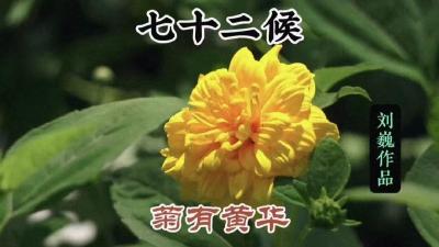 寒露三候-菊有黄华