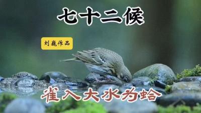 寒露二候-雀入大水为蛤