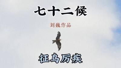 大寒二候-征鸟厉疾