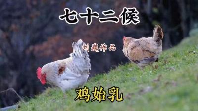 大寒初候-鸡始乳