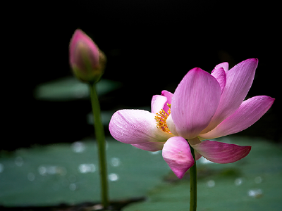 陈继儒：灯下玩花，帘内看月，雨后观景，醉里题诗，梦中闻书声，皆有别趣