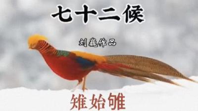 小寒三候-雉始雊