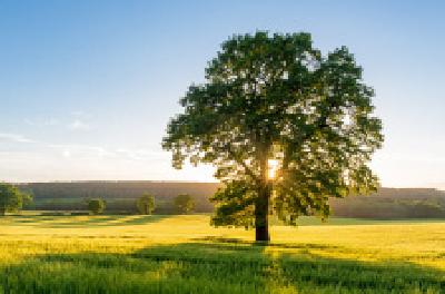 每日一读 | 一棵树