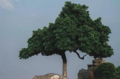 每日一读 | 以树取譬之洞见