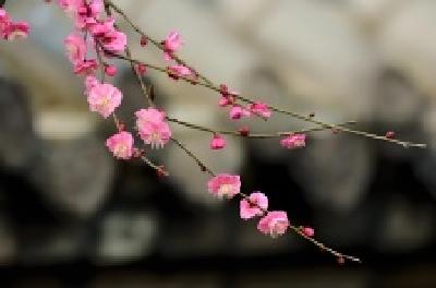每日一读 | 看到梅花又一年