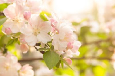 每日一读 | 花不都是香的