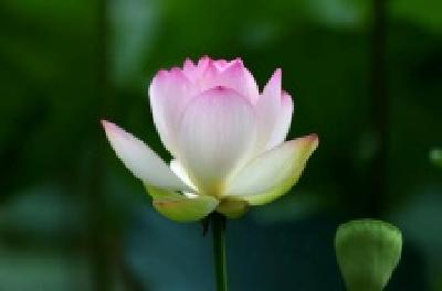 每日一读 | 荷花