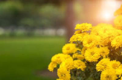 每日一读 | 种菊