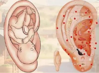 身体好不好，看看耳朵就知道！耳朵发出这些“信号”要警惕！