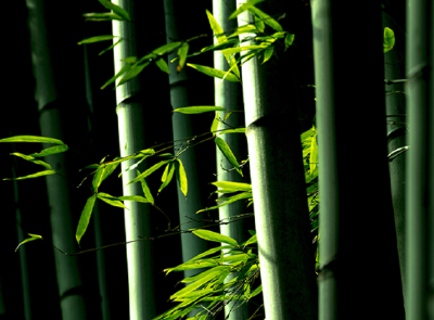 曾子：士不可以不弘毅，任重而道远